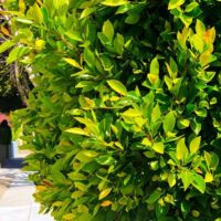 Pépinières Naudet – Laurier du Portugal – Arbuste persistant – Hauteur à maturité 5m – Fleurs blanches en juin – Excellente rusticité jusqu'à -15°C