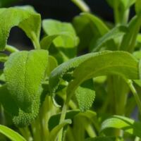 Sauge Officinale (Salvia Officinalis)