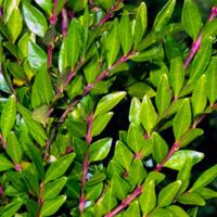 Chèvrefeuille à cupule (Lonicera pileata)