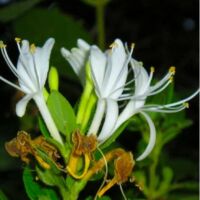 Pépinières Naudet – Chèvrefeuille arbustif Lonicera nitida – Arbuste persistant 2-3m – Fleurs blanches parfumées en mai – Excellente rusticité jusqu'à -15°C