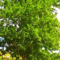 Pépinières Naudet – Érable champêtre (Acer campestre) – Arbre rustique et décoratif – Feuillage dense vert lumineux – Hauteur 20/40cm – Idéal pour haies champêtres