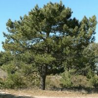 Pin Maritime (Pinus Pinaster) - Godet - Taille 20/40cm