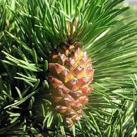 Pin à Crochets (Pinus Uncinata) - Godet - Taille 13/25cm