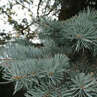 Epicea du Colorado (Picea Pungens) - Godet - Taille 20/40cm