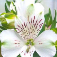 Pépinières Naudet – 3 Lys des Incas 'Mazé' – Fleurs blanches – Floraison estivale – Plantation toute l'année hors gelées – Très florifères en bouquets