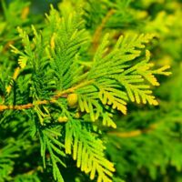 Cyprès de Lawson 'Ivonne' (Chamaecyparis lawsoniana 'Ivonne')