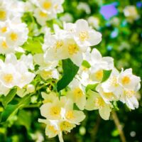 Pépinières Naudet – Seringat de Lemoine – Arbuste buissonnant 1-2m – Fleurs blanches en été – Rusticité jusqu'à -15°C – Persistant