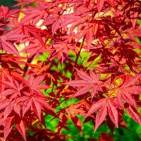 Pépinières Naudet – Érable du Japon 'Atropurpureum' – Feuillage rouge pourpre – Hauteur à maturité 5m – Rusticité jusqu'à -15°C – Période de floraison printemps