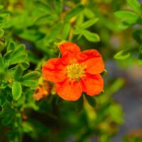 Potentille arbustive Marian Red Robin ® 'Marrob' (Potentilla fruticosa Marian Red Robin ® 'Marrob')