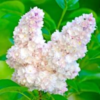 Pépinières Naudet – Lilas commun 'Beauty Of Moscow' – Arbuste à floraison blanche – Hauteur à maturité 3-5m – Excellente rusticité jusqu'à -15°C
