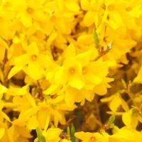 Pépinières Naudet – Mimosa de Paris – Forsythia x intermedia 'Spectabilis' – Arbuste caduc jusqu'à 5m – Fleurs jaunes en mars – Exposition ensoleillée