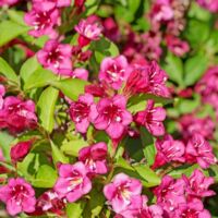 Weigela (Weigela)