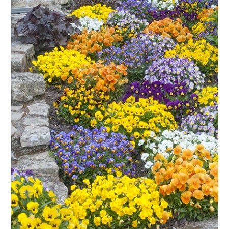 23 plantas vivaces comunes