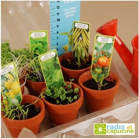 How to transplant your vegetable plants?