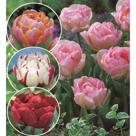 Cómo elegir bulbos de flores
