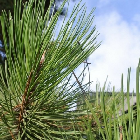 Cuándo plantar un árbol