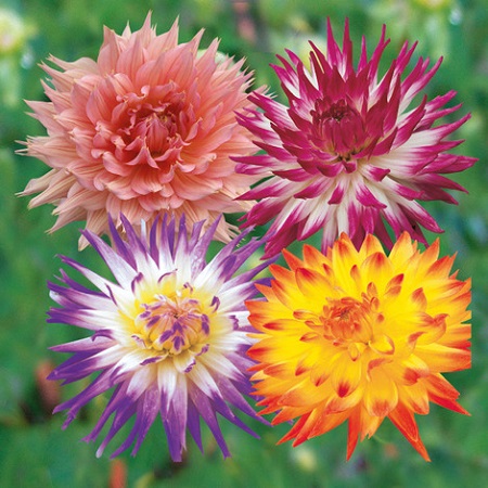 Welche Faktoren es beim Kaufen die Blumentopf 70 cm durchmesser zu beachten gibt!