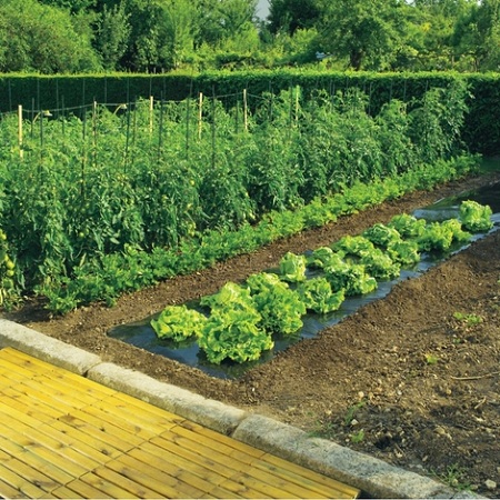 Permaculture gardening: the principles and benefits