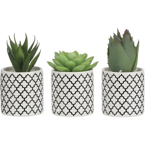Cómo elegir cactus y crasas