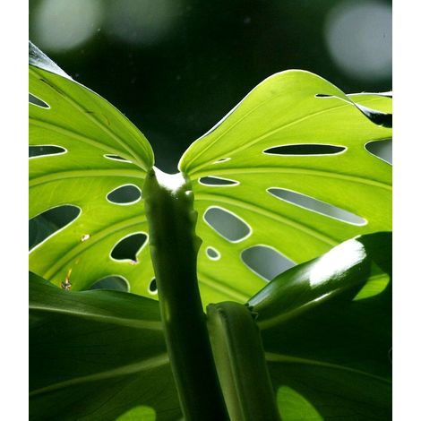 Cómo elegir plantas de interior