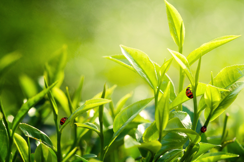 Les 11 Plantes Anti Nuisibles Pour Le Jardin Et La Maison