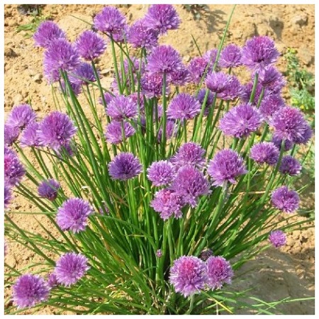 How to grow a herb garden