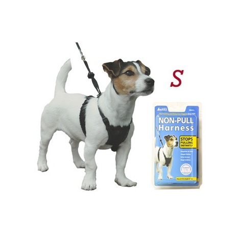 Cómo elegir collar o un arnés para tu perro