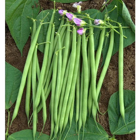 Calendrier des semis et plantations des principaux légumes