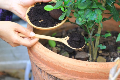 How to reuse your coffee grounds
