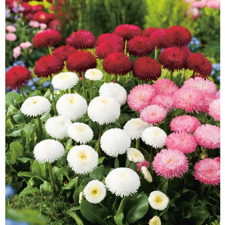 What to plant in July?