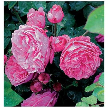 Cómo elegir rosas