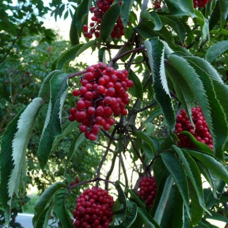 Come Trattare Gli Alberi Da Frutto