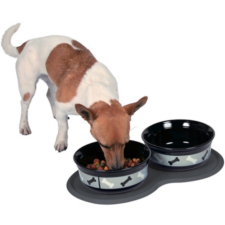 Dog bowl and automatic feeder buying guide