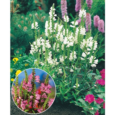 What to plant and sow in September