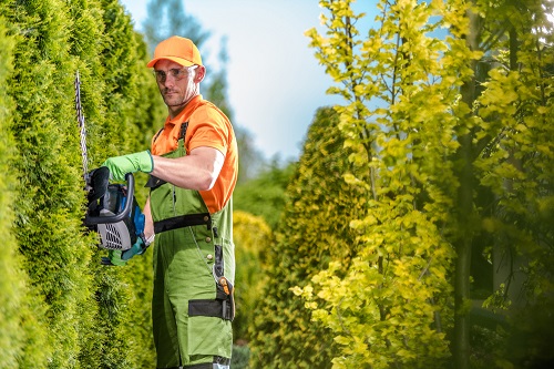 How to trim a hedge