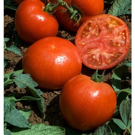 How to prepare your vegetable patch in spring