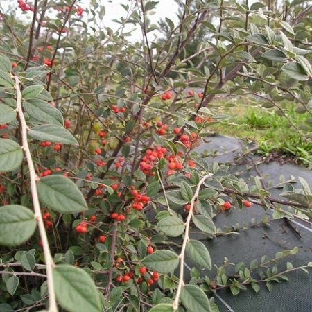 Cómo elegir árboles y arbustos para balcones y terrazas