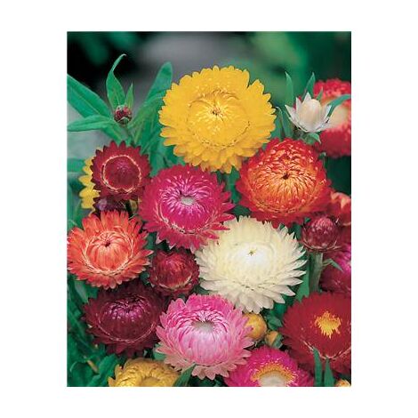 IMMORTELLE A BRACTEE - 0.7 G - bouquet sec