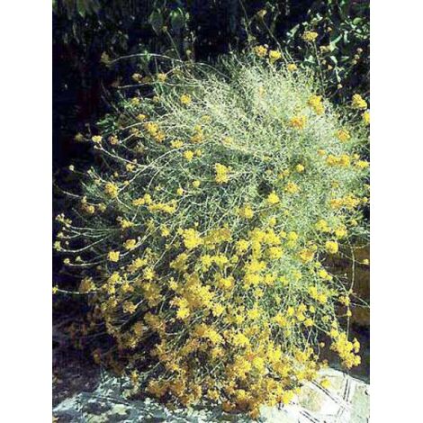 Immortelle à odeur de curry Godet de 7/8 cm