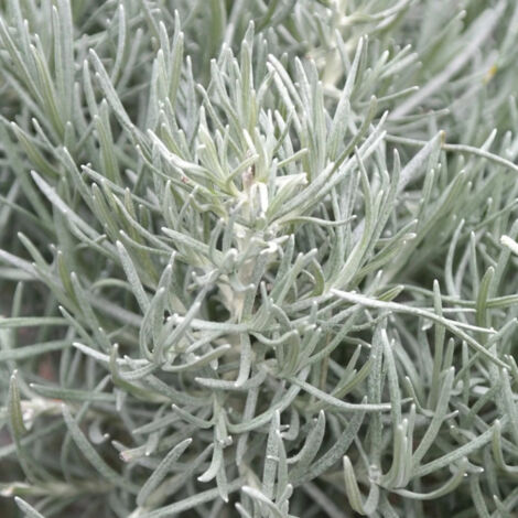 Immortelle d'Italie