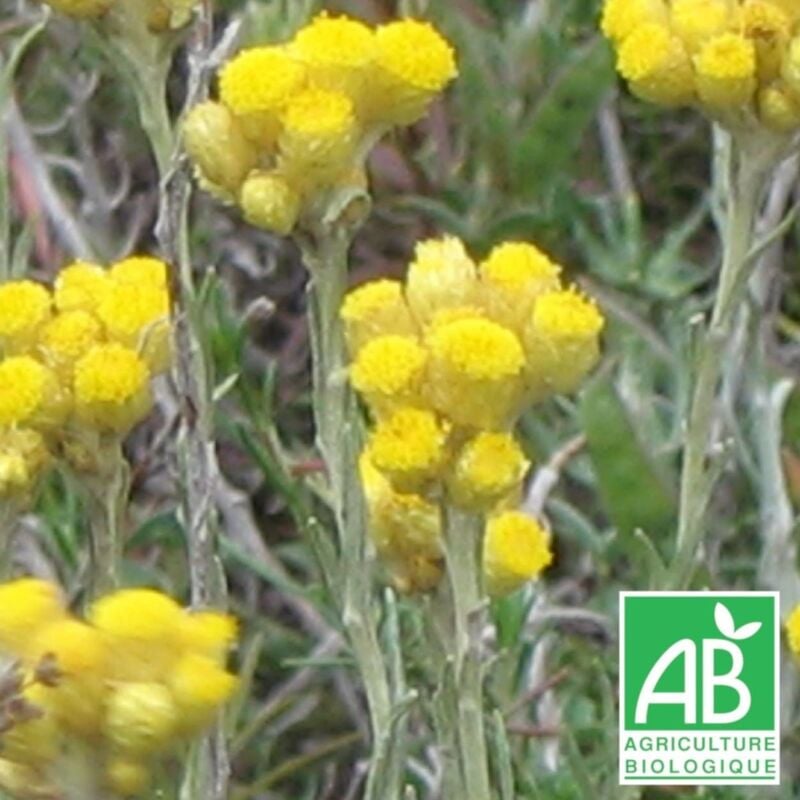 Immortelle italicum BIO/Lot de 5 godets - Jaune