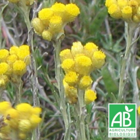 Immortelle italicum BIO