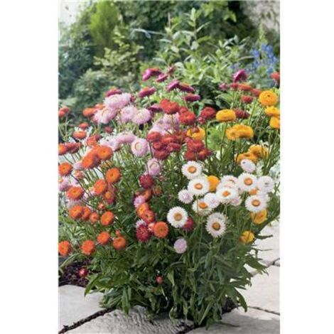IMMORTELLE PASTEL - 1 G - Bouquet sec