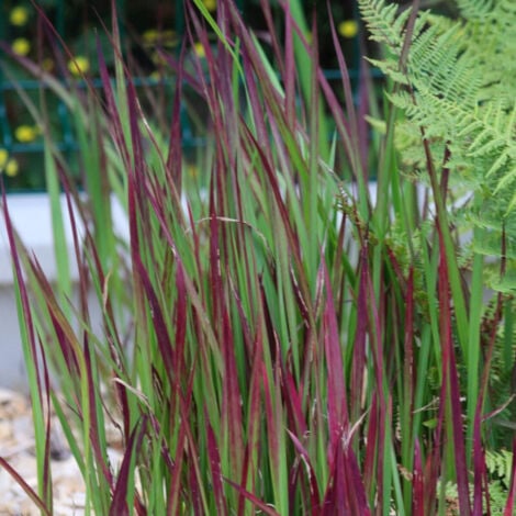 Impérate cylindrique cylindrica Red Baron | Pot de 3L - Echelle bambou 60/120 cm