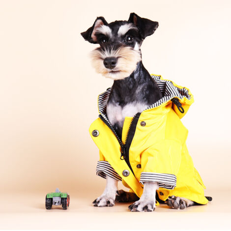 Imperméable pour chien taille 5XL, avec boutons réfléchissants et fermeture éclair, imperméable