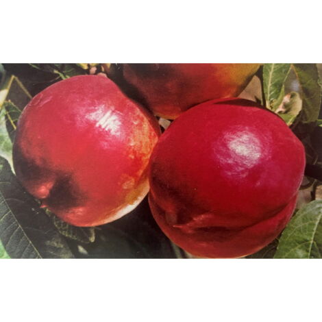 INDEPENDENCE WALNUT PEACH - Arbre fruitier Photos réelles