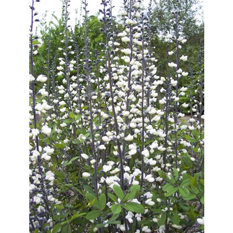 Indigo sauvage blanc 'groupe pendula' Godet de 8/9 cm