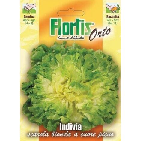 INDIVIA SCAROLA BIONDA