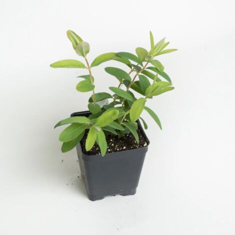 Iperico calicino "Hypericum calycinum" Erba di San Giovanni pianta in vaso 7x7 cm