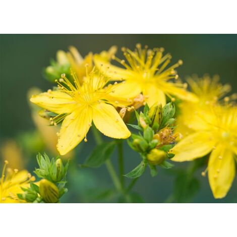 Iperico "Hypericum hidcote" pianta in vaso 2 litri